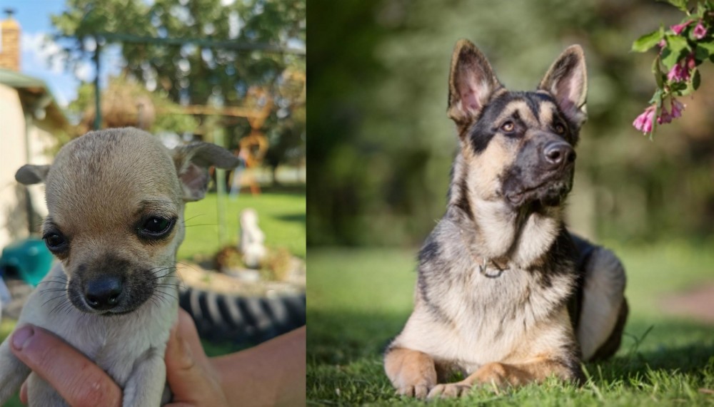 East European Shepherd vs Chihuahua - Breed Comparison