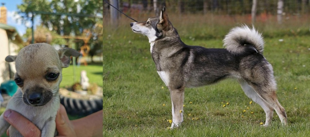 East Siberian Laika vs Chihuahua - Breed Comparison