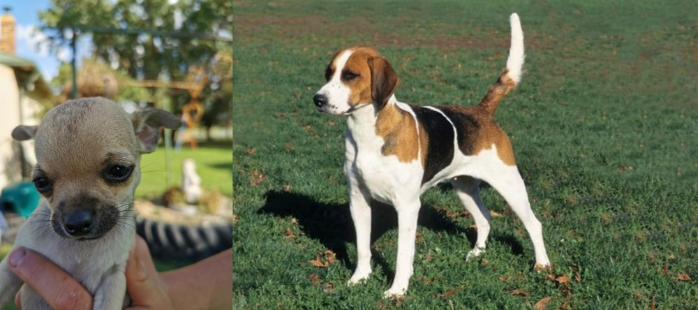 English Foxhound vs Chihuahua - Breed Comparison