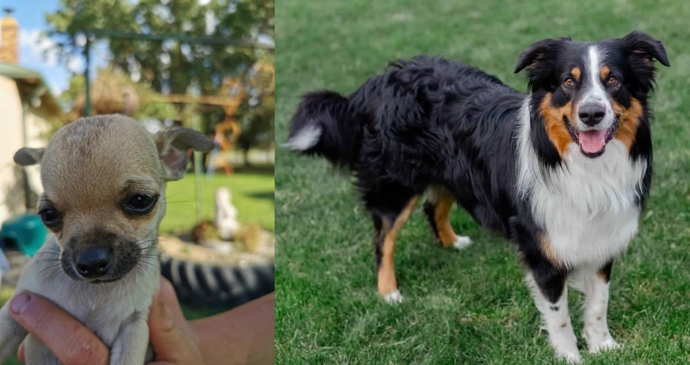 English Shepherd vs Chihuahua - Breed Comparison