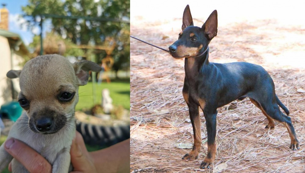 English Toy Terrier (Black & Tan) vs Chihuahua - Breed Comparison
