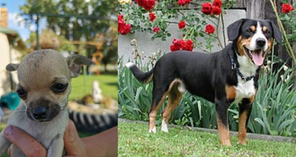 Entlebucher Mountain Dog vs Chihuahua - Breed Comparison