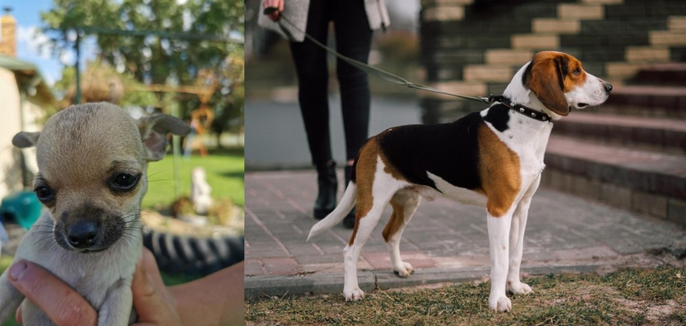 Estonian Hound vs Chihuahua - Breed Comparison