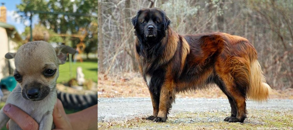 Estrela Mountain Dog vs Chihuahua - Breed Comparison
