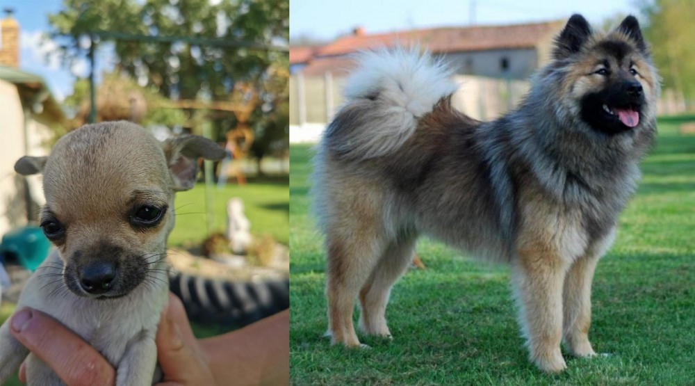 Eurasier vs Chihuahua - Breed Comparison