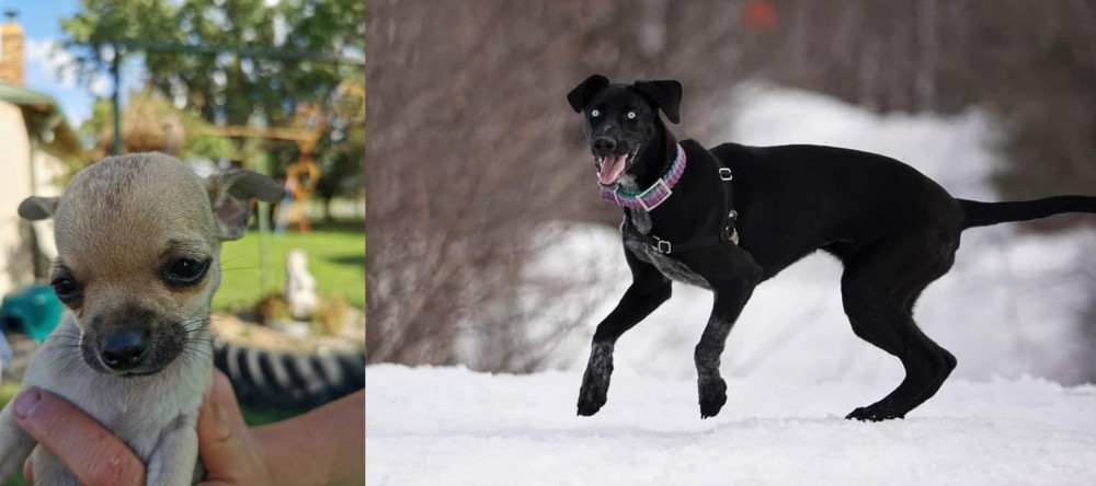 Eurohound vs Chihuahua - Breed Comparison