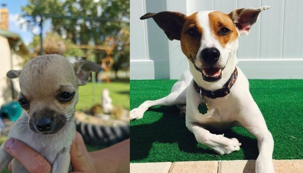 Feist vs Chihuahua - Breed Comparison