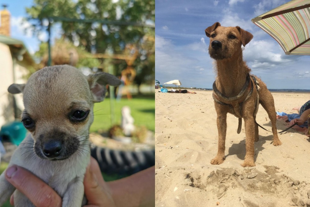 Fell Terrier vs Chihuahua - Breed Comparison