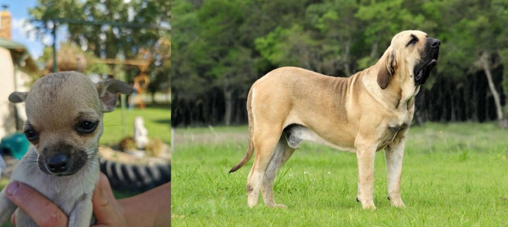 Fila Brasileiro vs Chihuahua - Breed Comparison