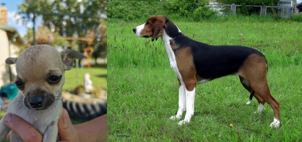 Finnish Hound vs Chihuahua - Breed Comparison
