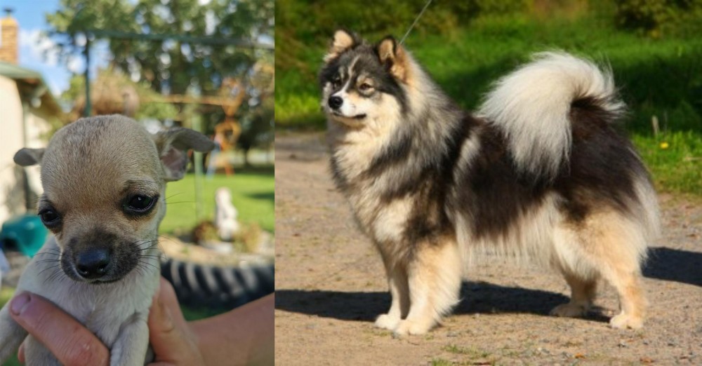 Finnish Lapphund vs Chihuahua - Breed Comparison