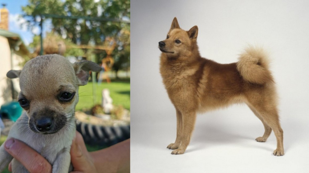 Finnish Spitz vs Chihuahua - Breed Comparison