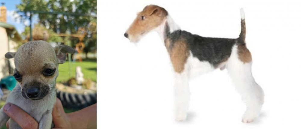 Fox Terrier vs Chihuahua - Breed Comparison