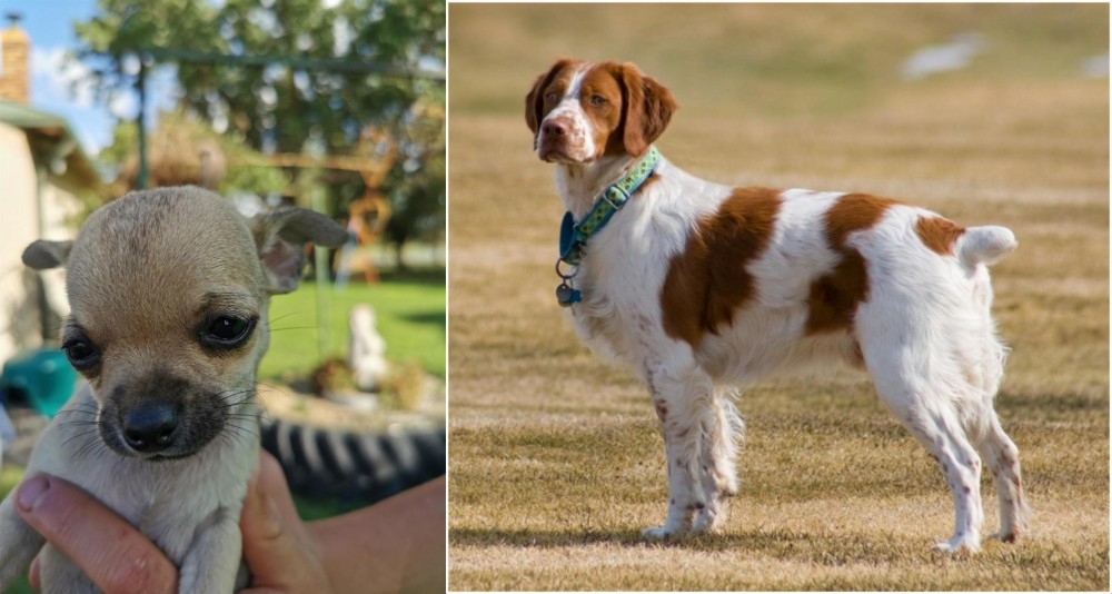 French Brittany vs Chihuahua - Breed Comparison