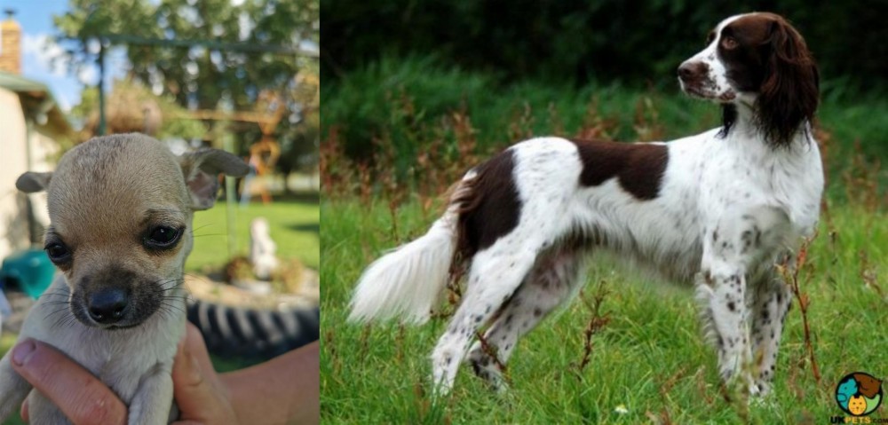 French Spaniel vs Chihuahua - Breed Comparison