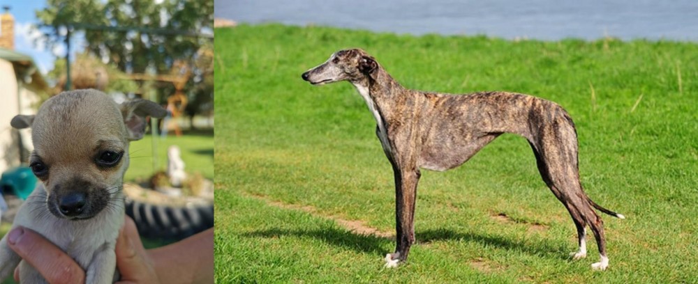 Galgo Espanol vs Chihuahua - Breed Comparison