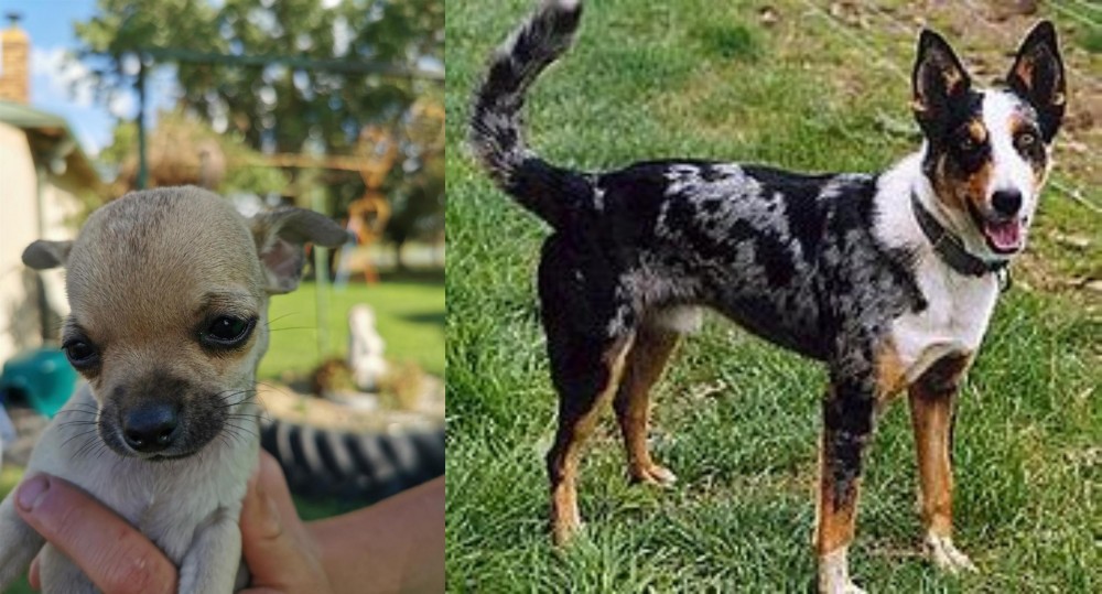 German Coolie vs Chihuahua - Breed Comparison