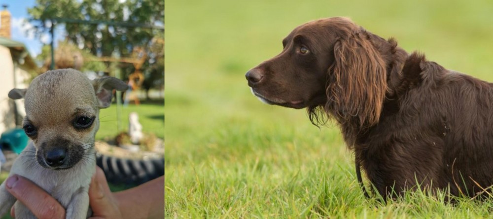 German Longhaired Pointer vs Chihuahua - Breed Comparison