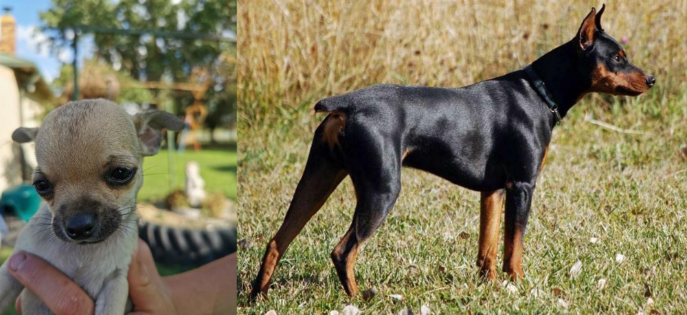 German Pinscher vs Chihuahua - Breed Comparison