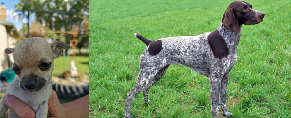 German Shorthaired Pointer vs Chihuahua - Breed Comparison