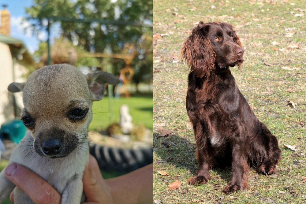 German Spaniel vs Chihuahua - Breed Comparison