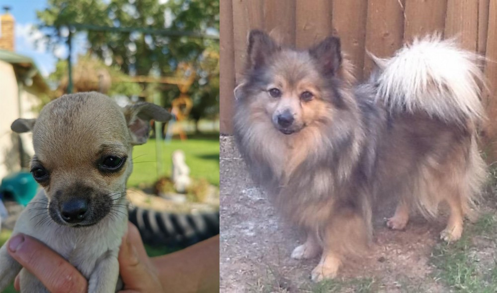 German Spitz (Mittel) vs Chihuahua - Breed Comparison