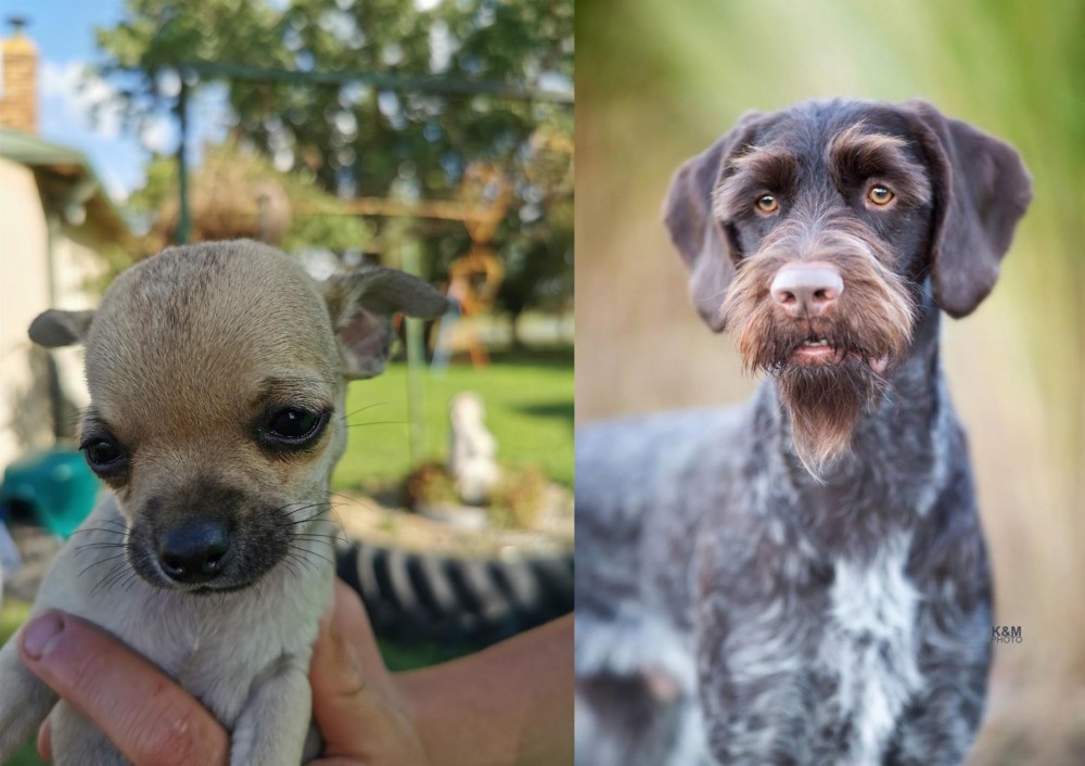 German Wirehaired Pointer vs Chihuahua - Breed Comparison
