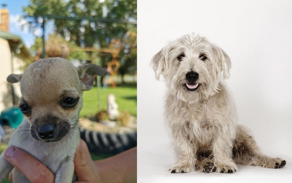 Glen of Imaal Terrier vs Chihuahua - Breed Comparison