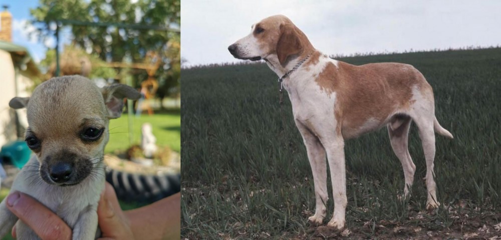 Grand Anglo-Francais Blanc et Orange vs Chihuahua - Breed Comparison