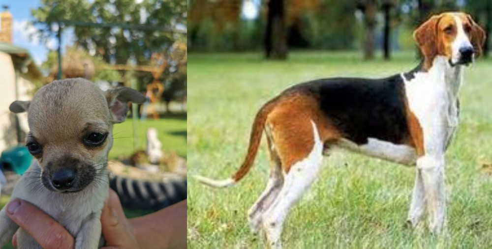 Grand Anglo-Francais Tricolore vs Chihuahua - Breed Comparison