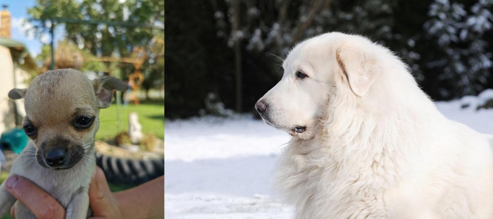 Great Pyrenees vs Chihuahua - Breed Comparison