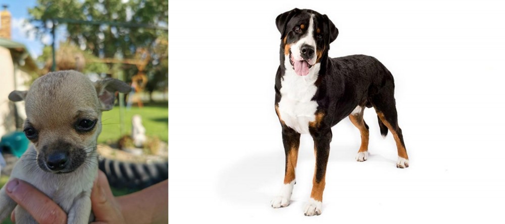 Greater Swiss Mountain Dog vs Chihuahua - Breed Comparison
