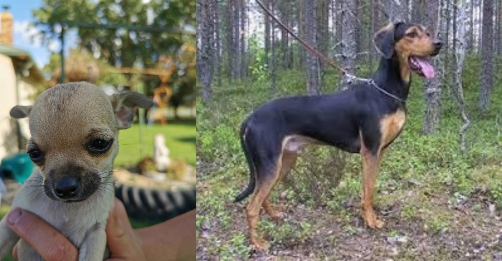 Greek Harehound vs Chihuahua - Breed Comparison