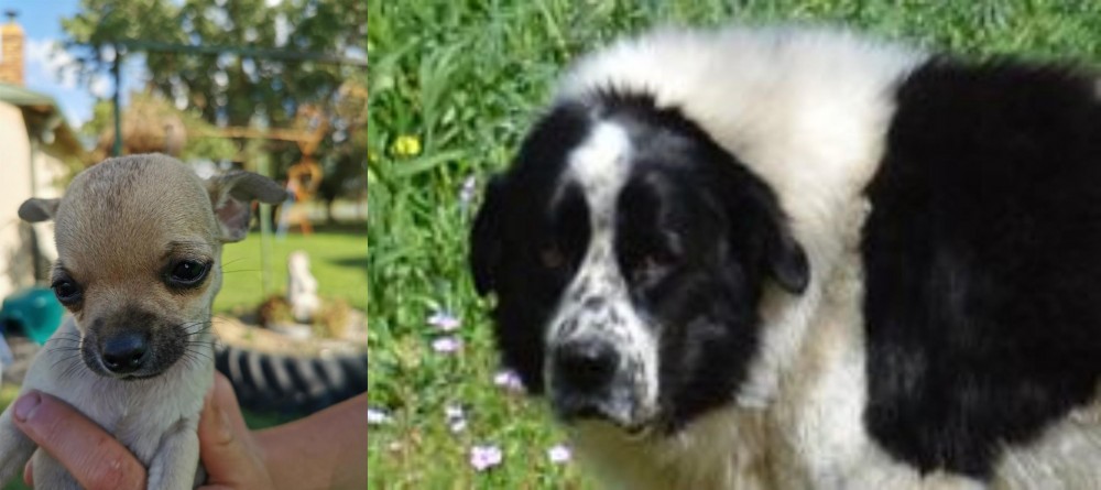 Greek Sheepdog vs Chihuahua - Breed Comparison
