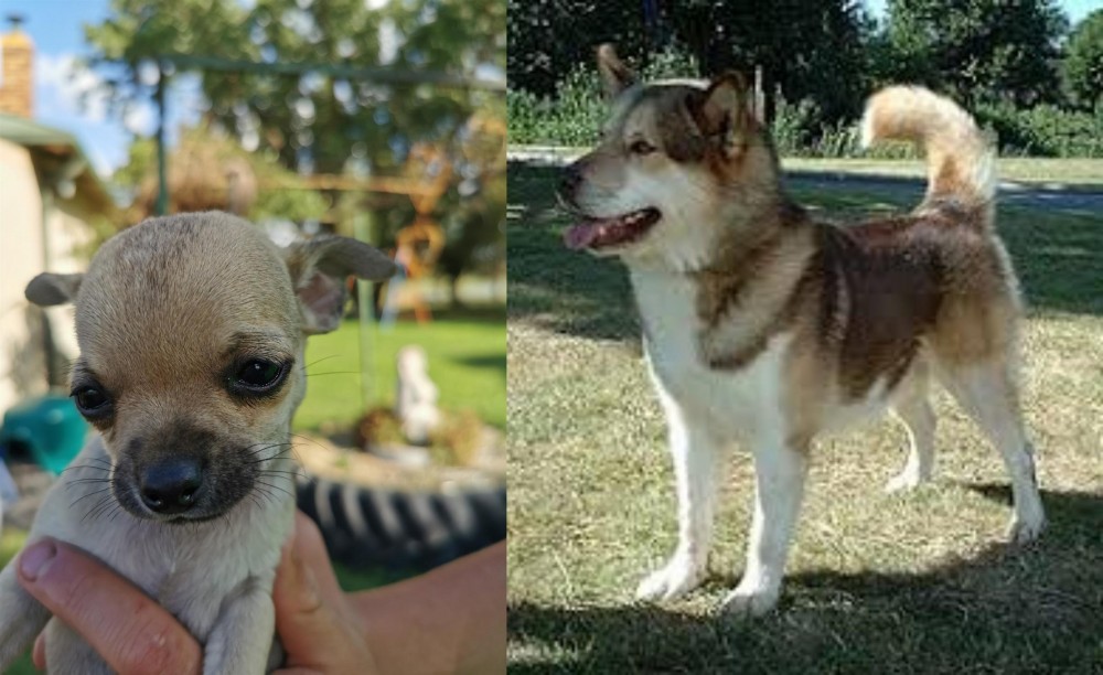 Greenland Dog vs Chihuahua - Breed Comparison