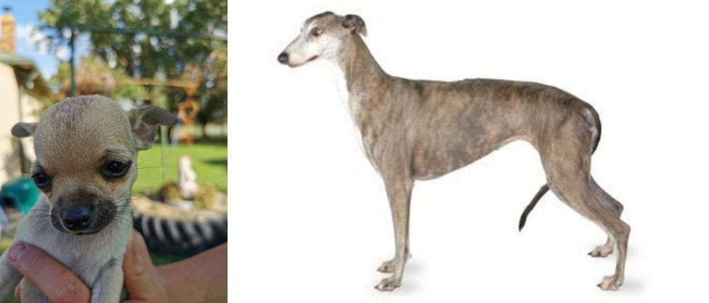 Greyhound vs Chihuahua - Breed Comparison