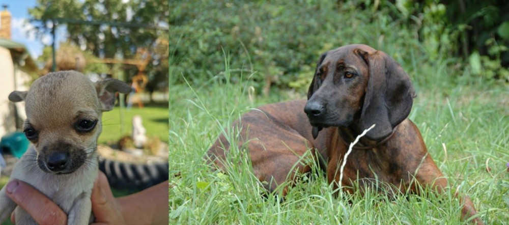 Hanover Hound vs Chihuahua - Breed Comparison
