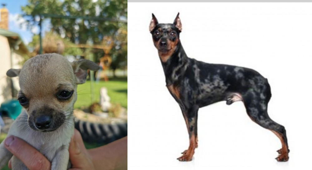 Harlequin Pinscher vs Chihuahua - Breed Comparison