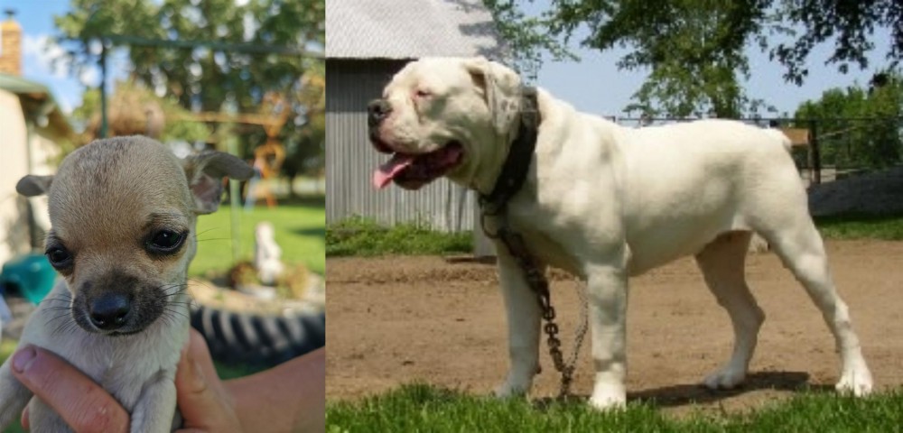 Hermes Bulldogge vs Chihuahua - Breed Comparison
