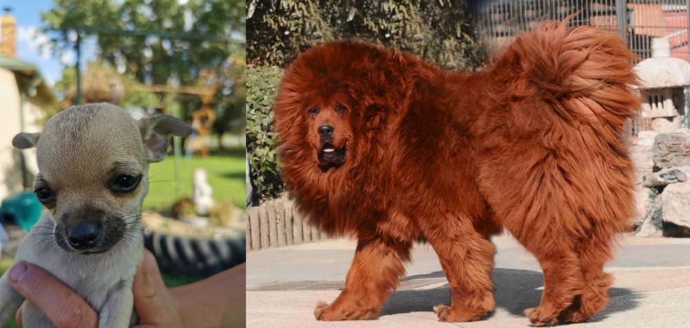 Himalayan Mastiff vs Chihuahua - Breed Comparison