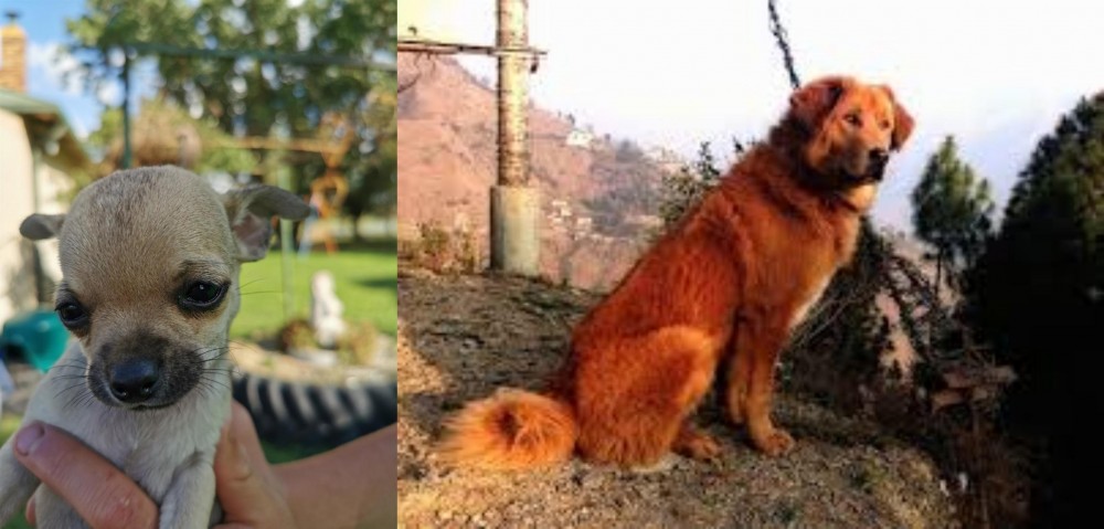 Himalayan Sheepdog vs Chihuahua - Breed Comparison