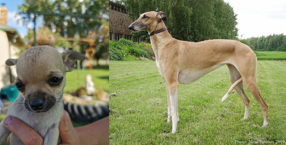 Hortaya Borzaya vs Chihuahua - Breed Comparison