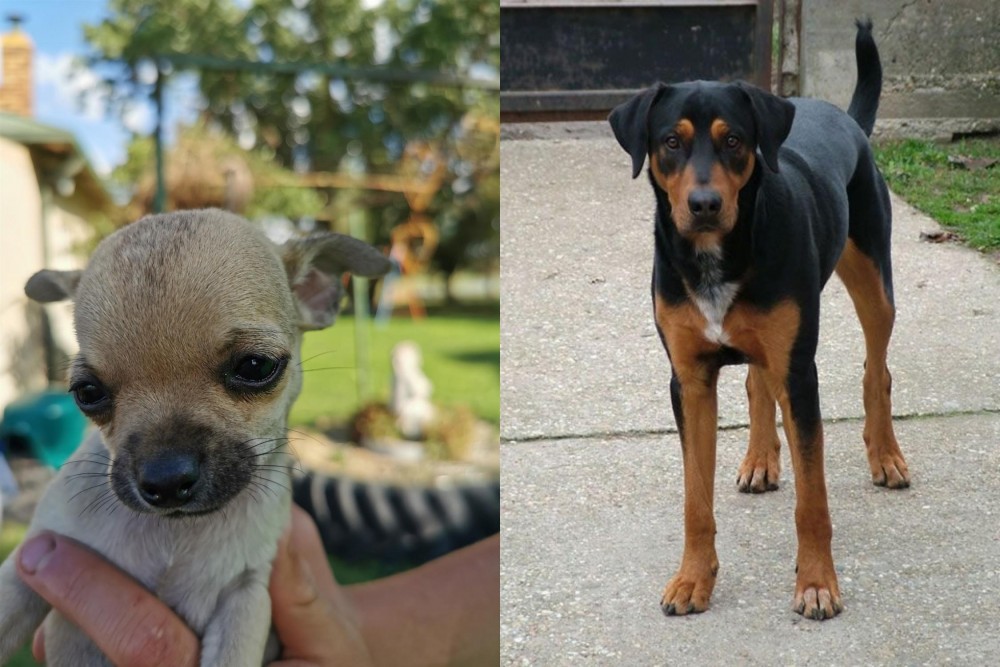 Hungarian Hound vs Chihuahua - Breed Comparison