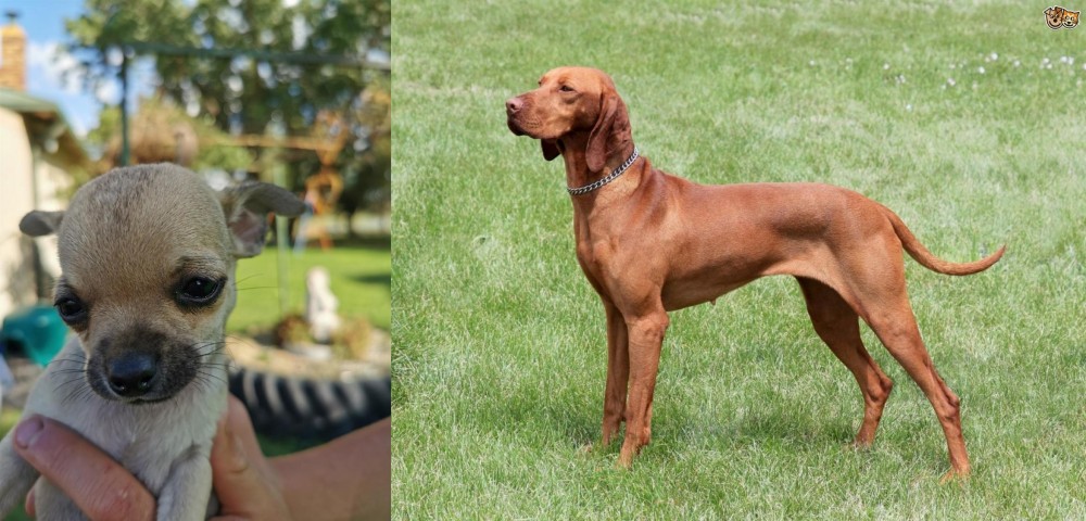 Hungarian Vizsla vs Chihuahua - Breed Comparison