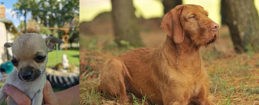 Hungarian Wirehaired Vizsla vs Chihuahua - Breed Comparison