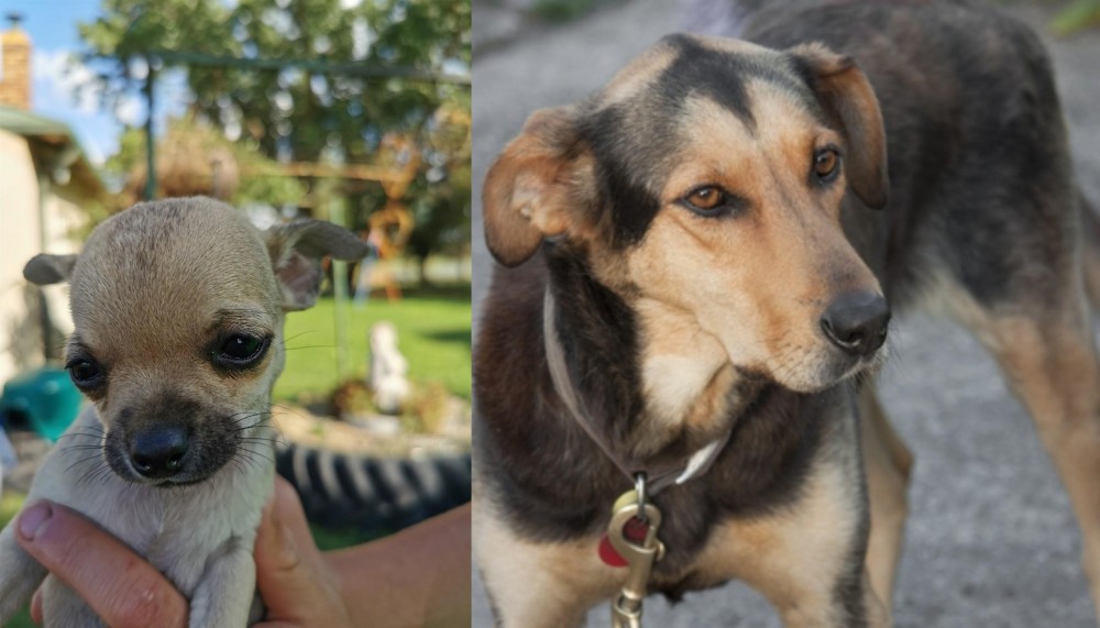 Huntaway vs Chihuahua - Breed Comparison