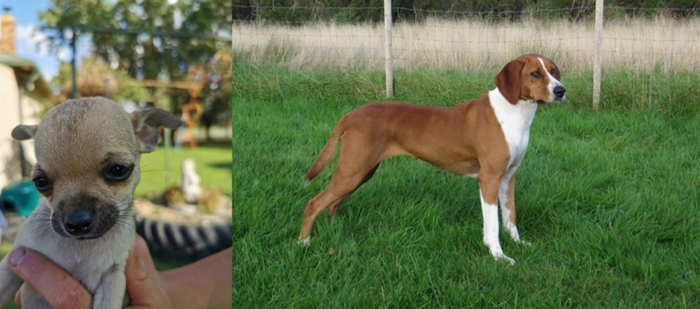Hygenhund vs Chihuahua - Breed Comparison