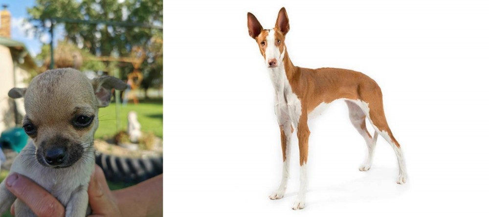 Ibizan Hound vs Chihuahua - Breed Comparison