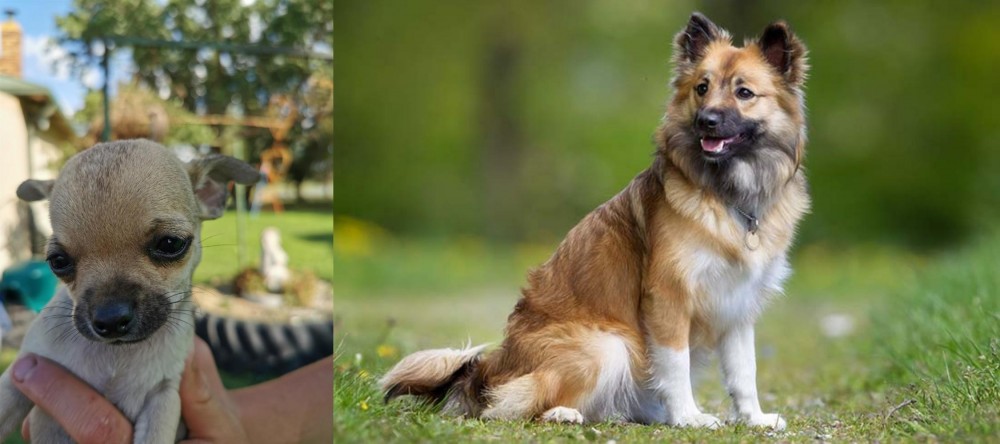 Icelandic Sheepdog vs Chihuahua - Breed Comparison