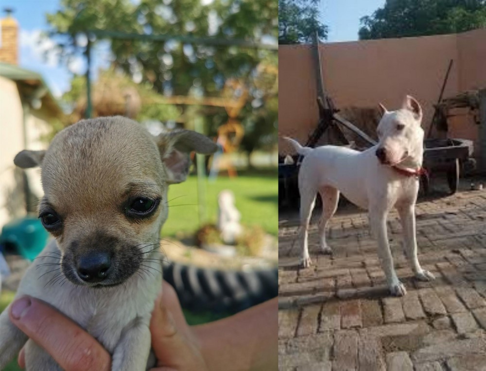 Indian Bull Terrier vs Chihuahua - Breed Comparison